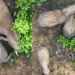 CG Video : नन्हें शावक का पूंछ खींचता नजर आया हाथी, ड्रोन कैमरे में कैद हुआ नाजारा, देखें 