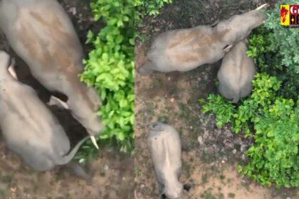CG Video : नन्हें शावक का पूंछ खींचता नजर आया हाथी, ड्रोन कैमरे में कैद हुआ नाजारा, देखें 