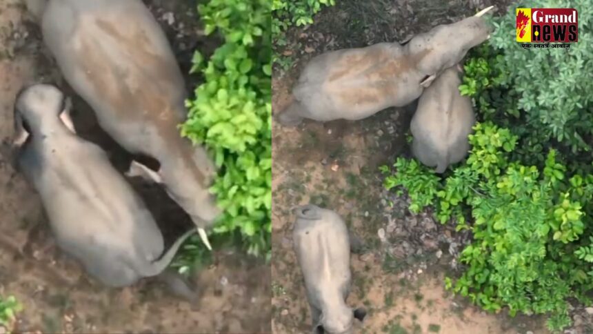 CG Video : नन्हें शावक का पूंछ खींचता नजर आया हाथी, ड्रोन कैमरे में कैद हुआ नाजारा, देखें 