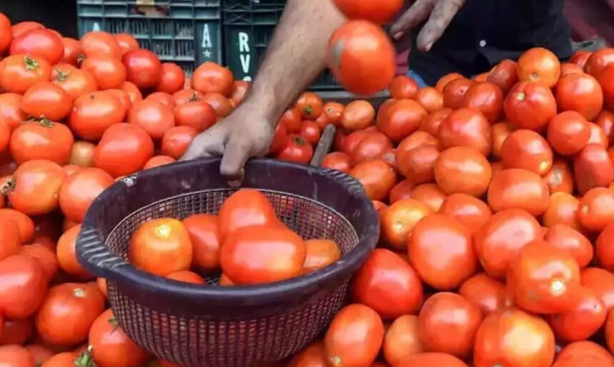 RAIPUR NEWS: टमाटर के दाम में 20 रुपए प्रति किलो की उछाल, बेमौसम बारिश ने बिगाड़ा सब्जी बाजार, कीमतें छूने लगीं आसमान
