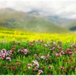 Valley of Flowers: खुल गई उत्तराखंड की वेली ऑफ फ्लावर्स, ₹150 में करें स्वर्ग की सैर, और देखिए प्रकृति का सबसे खूबसूरत गार्डन
