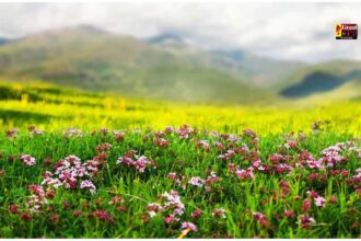 Valley of Flowers: खुल गई उत्तराखंड की वेली ऑफ फ्लावर्स, ₹150 में करें स्वर्ग की सैर, और देखिए प्रकृति का सबसे खूबसूरत गार्डन