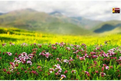 Valley of Flowers: खुल गई उत्तराखंड की वेली ऑफ फ्लावर्स, ₹150 में करें स्वर्ग की सैर, और देखिए प्रकृति का सबसे खूबसूरत गार्डन