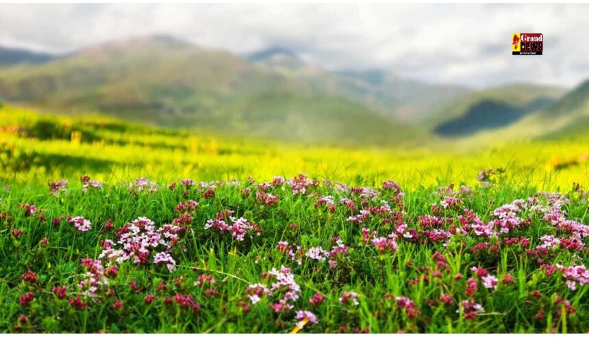 Valley of Flowers: खुल गई उत्तराखंड की वेली ऑफ फ्लावर्स, ₹150 में करें स्वर्ग की सैर, और देखिए प्रकृति का सबसे खूबसूरत गार्डन