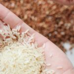 CG Rice : छत्तीसगढ़ के चावल से होगा अब कैंसर का इलाज ! करोड़ों लोगों की बचाई जा सकेगी जान