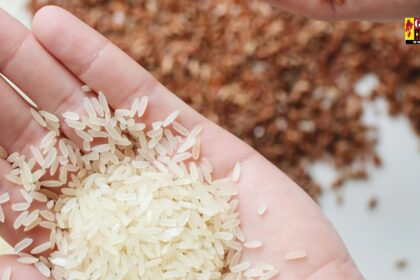 CG Rice : छत्तीसगढ़ के चावल से होगा अब कैंसर का इलाज ! करोड़ों लोगों की बचाई जा सकेगी जान