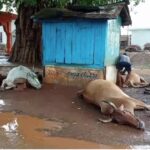 CG ब्रेकिंग : बिजली गिरने से 7 गायों की मौत, इलाके में मचा हड़कंप
