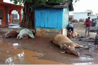 CG ब्रेकिंग : बिजली गिरने से 7 गायों की मौत, इलाके में मचा हड़कंप