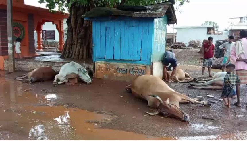 CG ब्रेकिंग : बिजली गिरने से 7 गायों की मौत, इलाके में मचा हड़कंप
