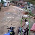 CG Video : गरियाबंद में सांड के हमले में महिला की मौत, रास्ता बदलने से पहले सांड ने ली जान, गांव में मातम