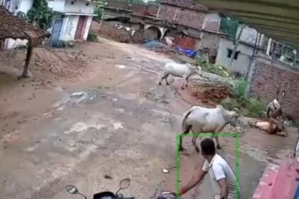 CG Video : गरियाबंद में सांड के हमले में महिला की मौत, रास्ता बदलने से पहले सांड ने ली जान, गांव में मातम