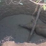 CG NEWS : फिर कुएं में गिरा हाथी का शावक, रेस्क्यू में जुटा वन विभाग, सामने आया VIDEO 