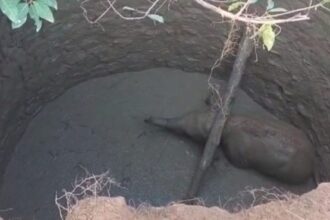 CG NEWS : फिर कुएं में गिरा हाथी का शावक, रेस्क्यू में जुटा वन विभाग, सामने आया VIDEO 