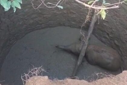 CG NEWS : फिर कुएं में गिरा हाथी का शावक, रेस्क्यू में जुटा वन विभाग, सामने आया VIDEO 