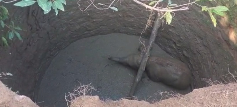 CG NEWS : फिर कुएं में गिरा हाथी का शावक, रेस्क्यू में जुटा वन विभाग, सामने आया VIDEO 