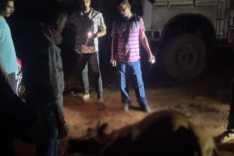 Bhanupratappur : अज्ञात वाहन की ठोकर से गाय की मौत, युवाओं ने की मानवीय पहल