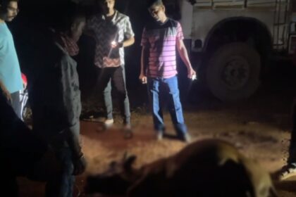 Bhanupratappur : अज्ञात वाहन की ठोकर से गाय की मौत, युवाओं ने की मानवीय पहल