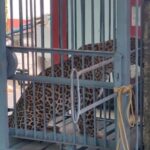 Leopard trapped in a cage : पिंजरे में कैद हुआ खूंखार तेंदुआ, 6 ग्रामीण और बच्चों पर किया था जानलेवा हमला