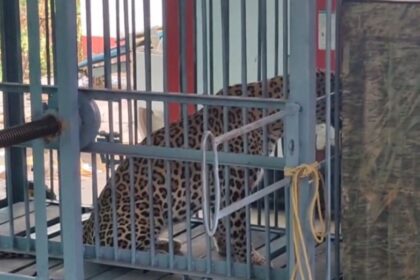Leopard trapped in a cage : पिंजरे में कैद हुआ खूंखार तेंदुआ, 6 ग्रामीण और बच्चों पर किया था जानलेवा हमला