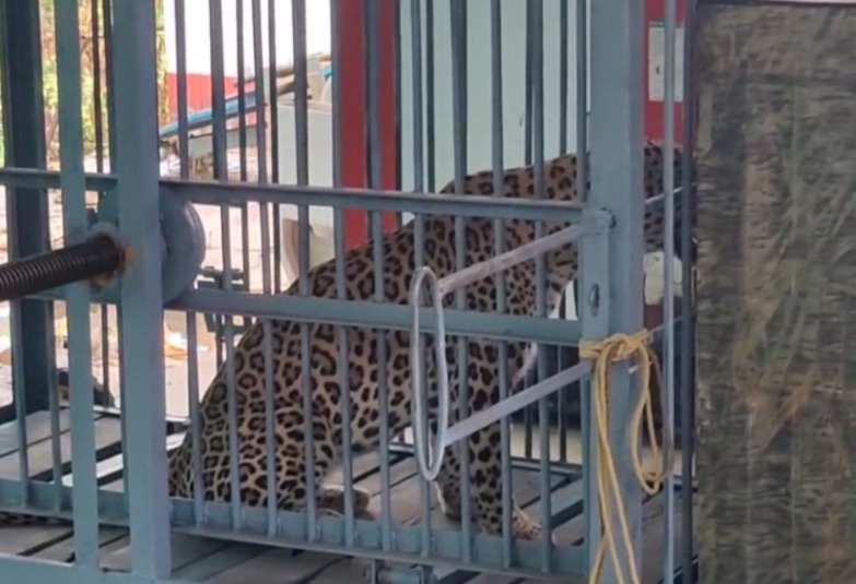 Leopard trapped in a cage : पिंजरे में कैद हुआ खूंखार तेंदुआ, 6 ग्रामीण और बच्चों पर किया था जानलेवा हमला