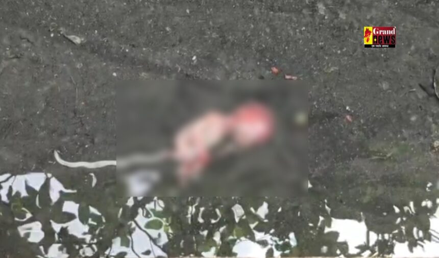 CG : माँ की ममता शर्मसार ! नाली से मिले दो नवजात शिशुओं के भ्रूण, इलाके में सनसनी