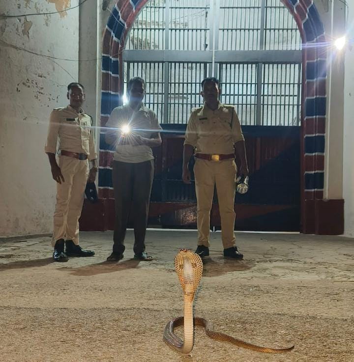 CG NEWS : जिला जेल में निकला कोबरा, मचा हड़कंप