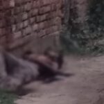 CG MURDER : राजमिस्त्री को उनके बेटे ने ही उतारा था मौत के घाट, अर्धरात्रि आंगन में मिली थी लाश