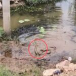 CG VIDEO : बालोद में दिखा सांप का दुर्लभ जोड़ा, देखने लगी भीड़, कोई जोड़ा हांथ
