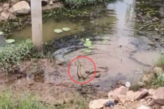 CG VIDEO : बालोद में दिखा सांप का दुर्लभ जोड़ा, देखने लगी भीड़, कोई जोड़ा हांथ