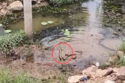 CG VIDEO : बालोद में दिखा सांप का दुर्लभ जोड़ा, देखने लगी भीड़, कोई जोड़ा हांथ