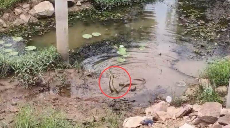 CG VIDEO : बालोद में दिखा सांप का दुर्लभ जोड़ा, देखने लगी भीड़, कोई जोड़ा हांथ