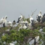 Siberia Openbill : फिंगेश्वर में साइबेरिया ओपनबिल का डेरा, मानसून संग खुशहाली की दस्तक, नुकसान पर 10 हजार जुर्माना