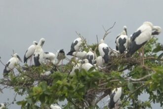 Siberia Openbill : फिंगेश्वर में साइबेरिया ओपनबिल का डेरा, मानसून संग खुशहाली की दस्तक, नुकसान पर 10 हजार जुर्माना