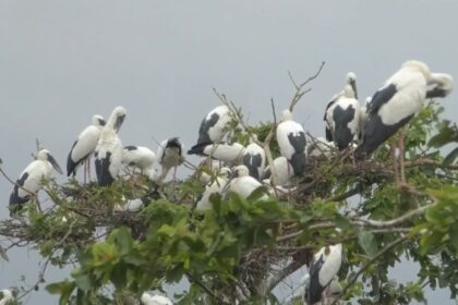 Siberia Openbill : फिंगेश्वर में साइबेरिया ओपनबिल का डेरा, मानसून संग खुशहाली की दस्तक, नुकसान पर 10 हजार जुर्माना