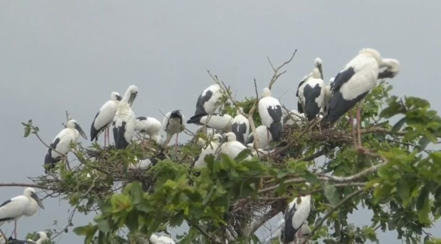 Siberia Openbill : फिंगेश्वर में साइबेरिया ओपनबिल का डेरा, मानसून संग खुशहाली की दस्तक, नुकसान पर 10 हजार जुर्माना