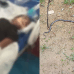 CG News : जहरीले सांप के डंसने से मासूम बच्ची की मौत, एक की हालत गंभीर