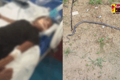 CG News : जहरीले सांप के डंसने से मासूम बच्ची की मौत, एक की हालत गंभीर