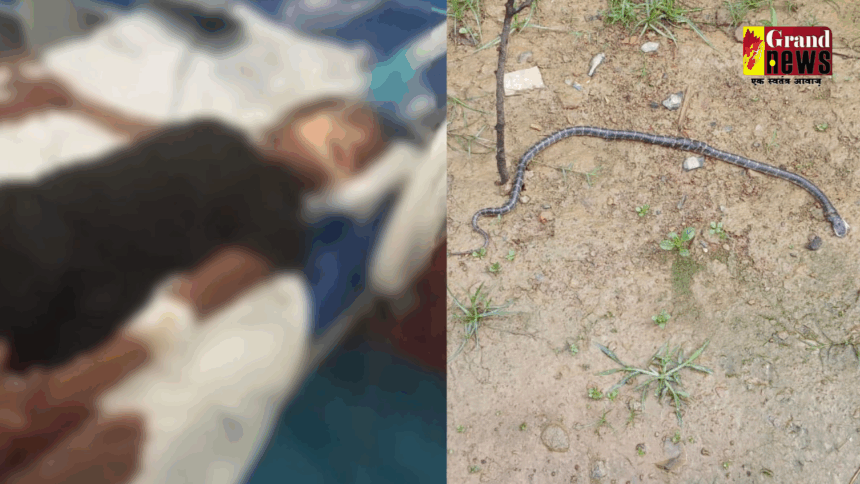 CG News : जहरीले सांप के डंसने से मासूम बच्ची की मौत, एक की हालत गंभीर