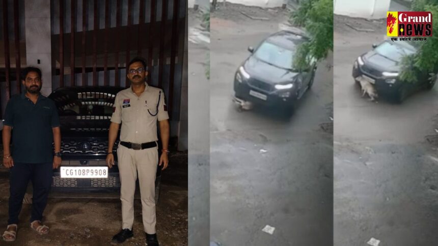 CG NEWS : कार से गाय के बछड़े को कुचलने वाला फरार आरोपी गिरफ्तार