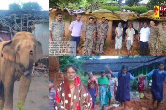 CG : रायगढ़ में हाथियों का आतंक, 3 लोगों ले ली जान..... 8 घरों को तोड़ा 