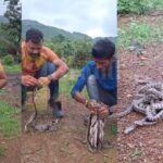 RAIGARH: 10 दिन बाद 21 अंडो से बाहर आये अजगर के बच्चे, देखें वीडियो 