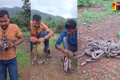RAIGARH: 10 दिन बाद 21 अंडो से बाहर आये अजगर के बच्चे, देखें वीडियो 