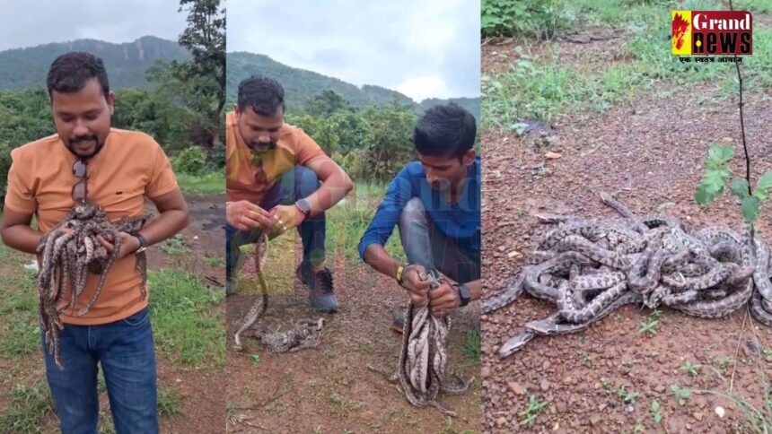 RAIGARH: 10 दिन बाद 21 अंडो से बाहर आये अजगर के बच्चे, देखें वीडियो 