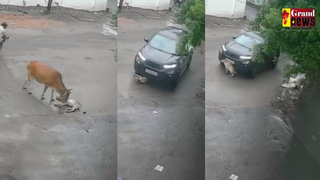 CG VIDEO : कार चालक ने बछड़े को बेरहमी से कुचला, मां की ममता देख हर ऑंखें हुई नम 