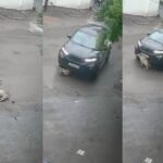 CG VIDEO : कार चालक ने बछड़े को बेरहमी से कुचला, मां की ममता देख हर ऑंखें हुई नम 