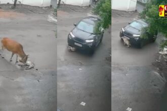 CG VIDEO : कार चालक ने बछड़े को बेरहमी से कुचला, मां की ममता देख हर ऑंखें हुई नम 
