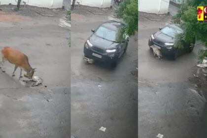 CG VIDEO : कार चालक ने बछड़े को बेरहमी से कुचला, मां की ममता देख हर ऑंखें हुई नम 