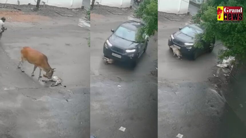 CG VIDEO : कार चालक ने बछड़े को बेरहमी से कुचला, मां की ममता देख हर ऑंखें हुई नम 