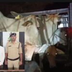 CG : पिकअप में कर रहा तरह गौ तस्करी, शिवरीनारायण पुलिस ने युवक को धरदबोचा