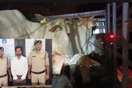 CG : पिकअप में कर रहा था गौ तस्करी, शिवरीनारायण पुलिस ने युवक को धरदबोचा